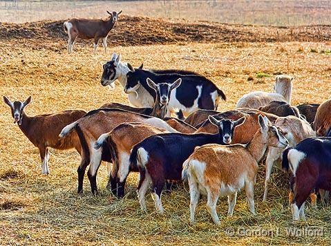Goat Herd_DSCF3509.jpg - Photographed near Frankville, Ontario, Canada.